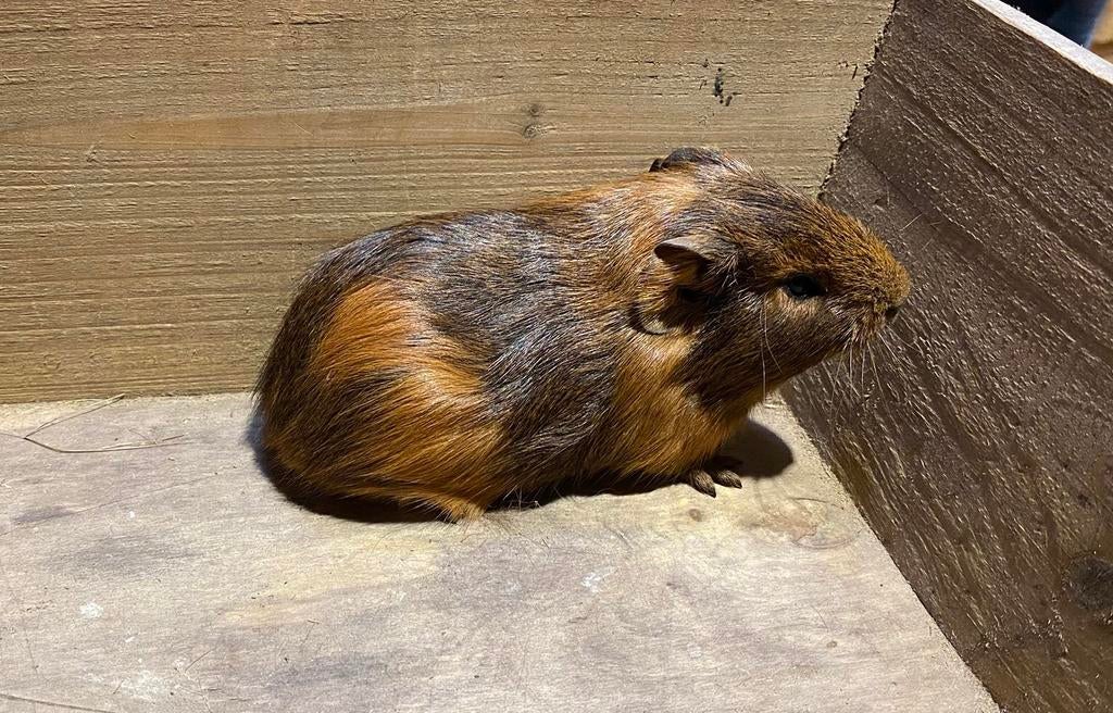 cobayes, Animaux & Accessoires, Mâle, Février, Domestique, Cobaye