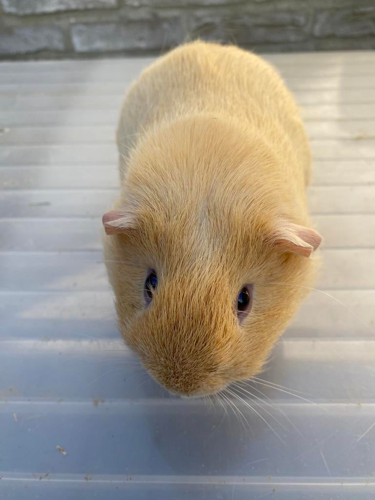 Crème met beetje wit beer uit bonte lijn te koop, Dieren en Toebehoren, Knaagdieren, Januari, Mannelijk, Cavia