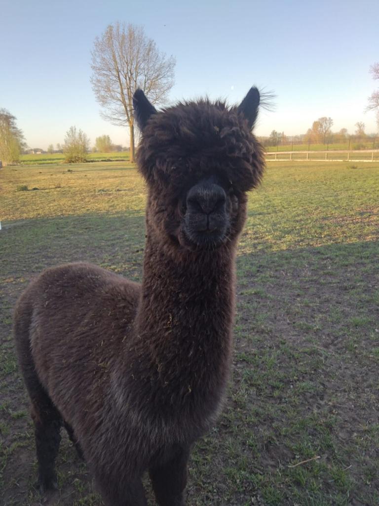 te koop alpaca hengst, Dieren en Toebehoren, Augustus, Mannelijk
