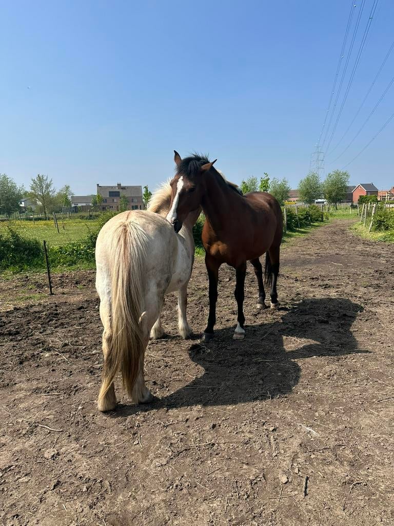 Weidegenootje gezocht te Leest, Weidegang, 1 paard of pony
