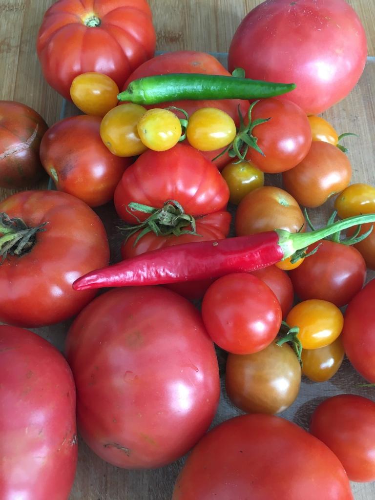 1) grand choix de graines de tomates spéciales, Jardin & Terrasse, Bulbes & Semences, Envoi, Printemps, Plein soleil, Graine
