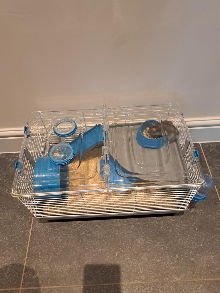 Hamster + kooi. ZEER ZUIVER, Ophalen, Kooi, Hamster
