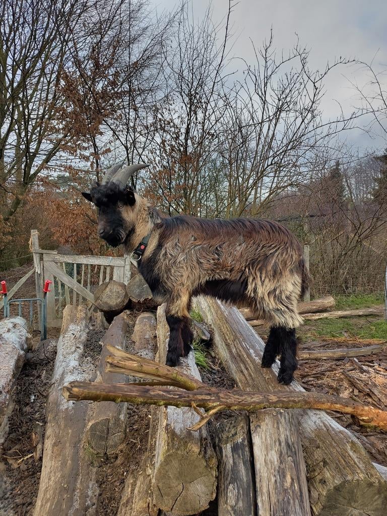 Bouke chèvre flamande, Chèvre