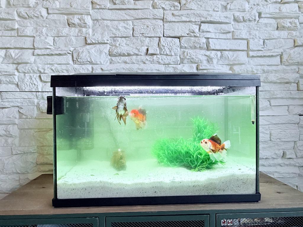 Vissen + aquarium, Vis, Zoetwatervis