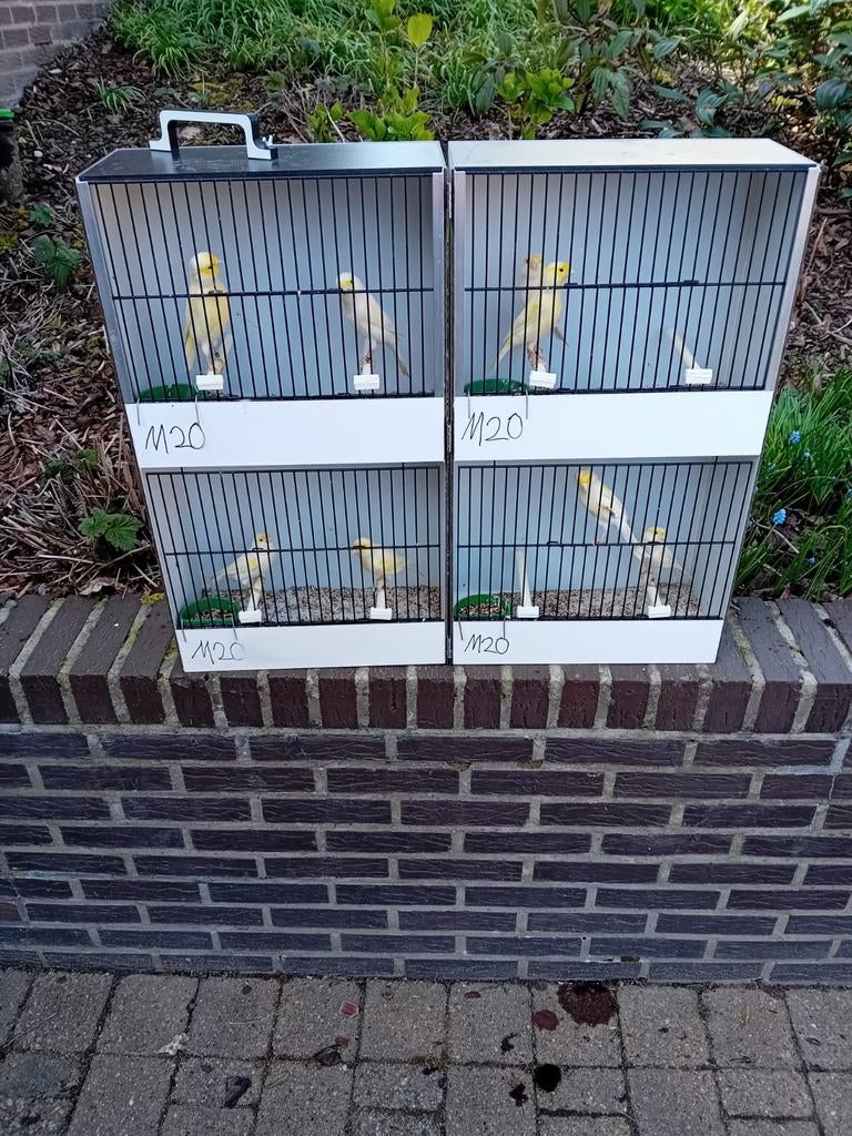 Mooien groote gezonde kanaries, Enlèvement