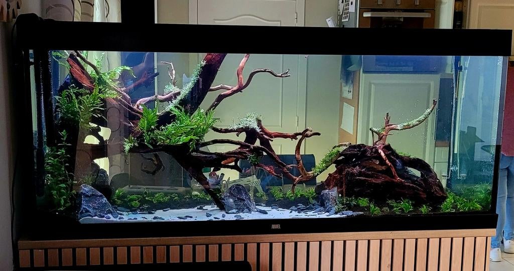 Juwel rio 450, Enlèvement, Juwel