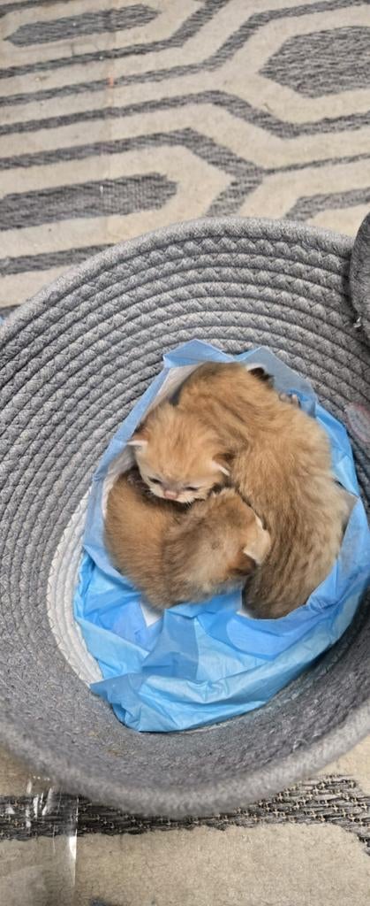 Golden kittens te koop, Meerdere dieren, Gechipt, 0 tot 2 jaar
