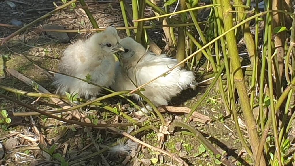 Zijdehoen kuikens, Dieren en Toebehoren, Pluimvee, Kip, Geslacht onbekend