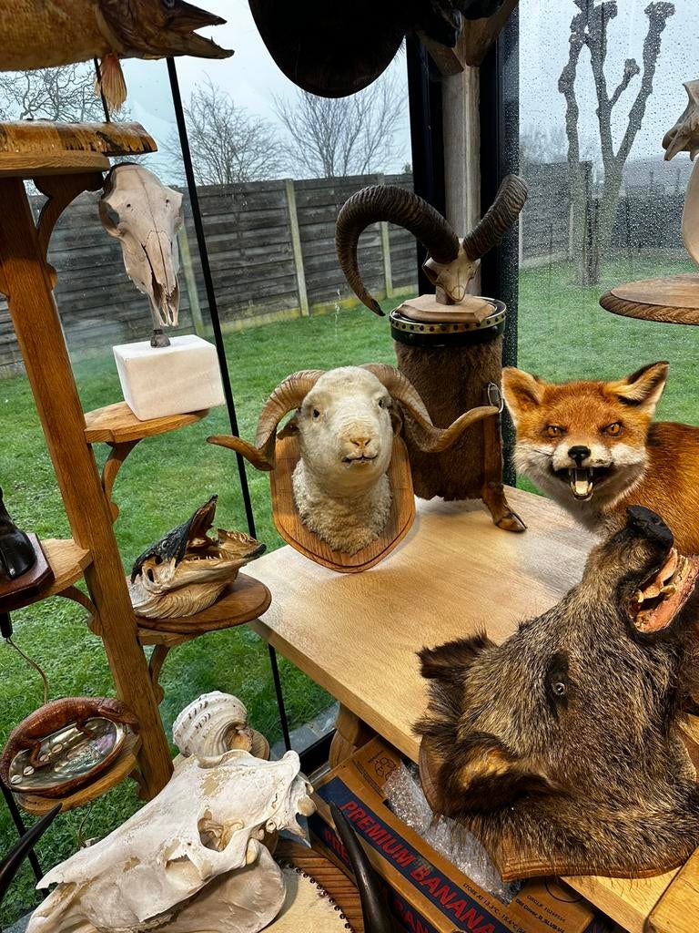 Taxidermie schaapkop, Ophalen