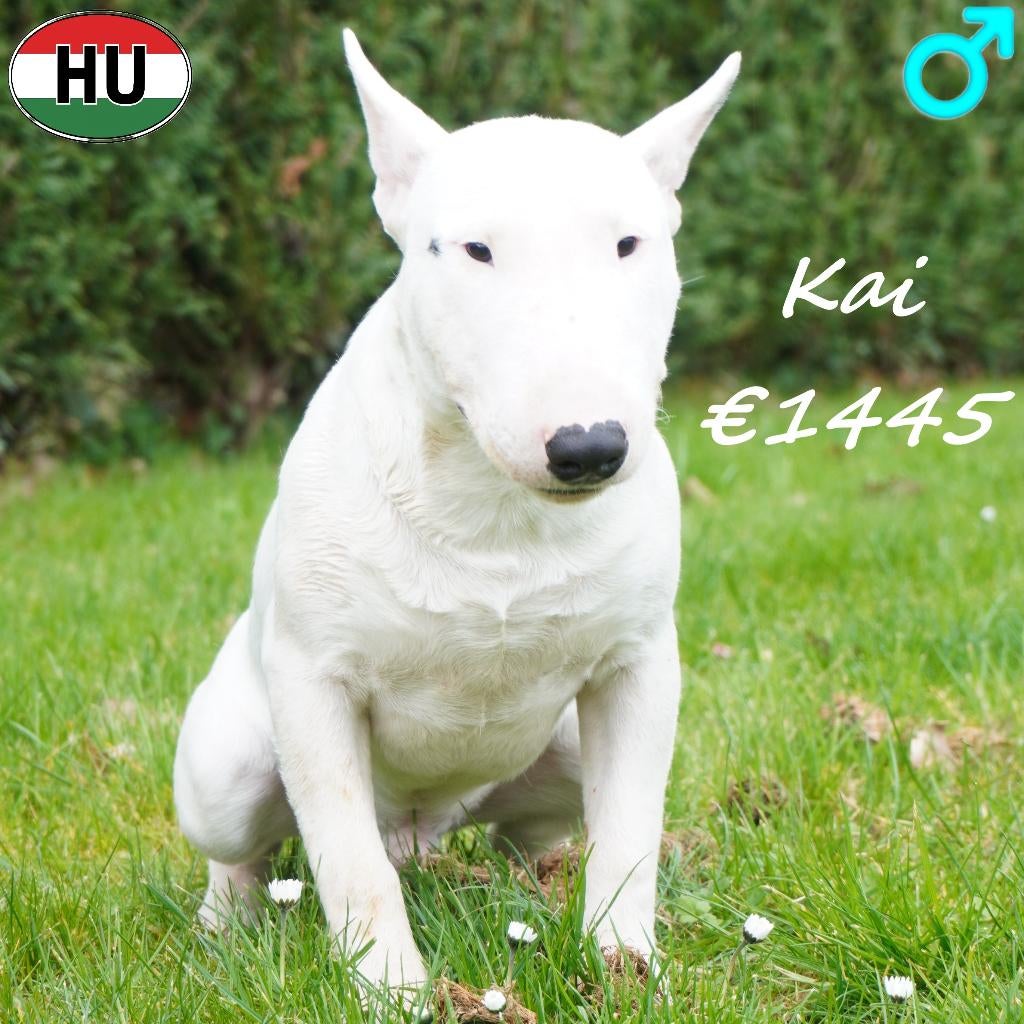 Mini Bull Terriër, Kai - te koop, Dieren en Toebehoren, Bull Terriër, 15 weken tot 1 jaar, Buitenland, Parvo