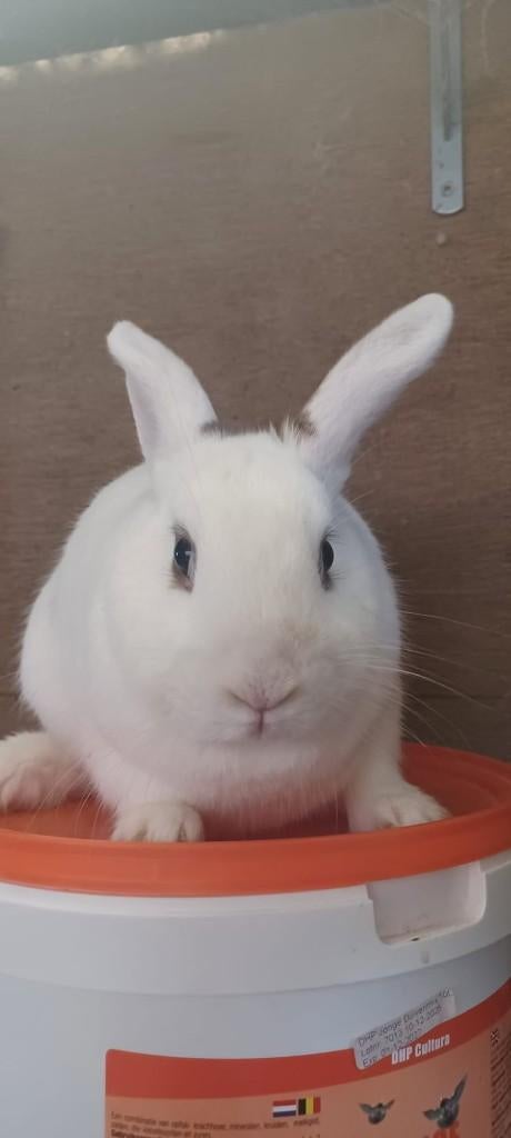 Mooie dwerg konijnen, Plusieurs animaux, Nain