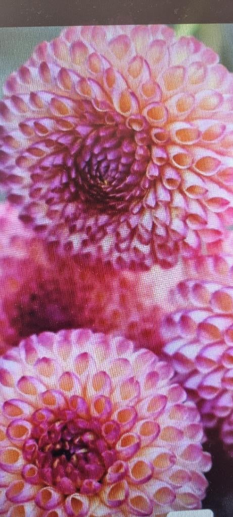 Dahlia, Ophalen of Verzenden, Voorjaar, Volle zon, Knol