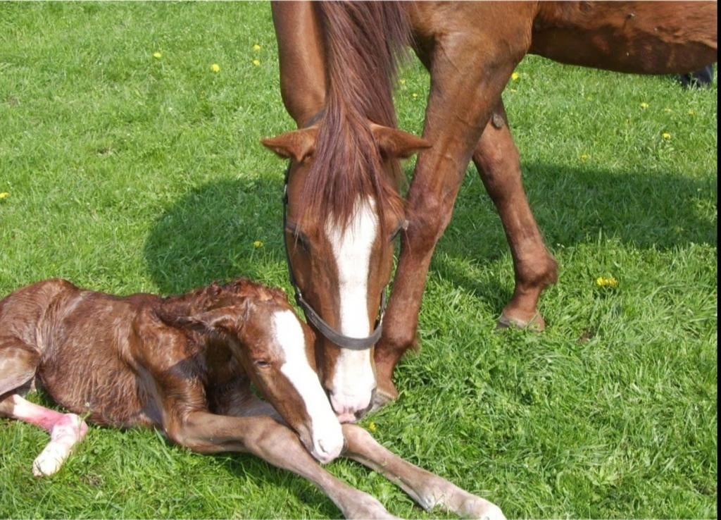 Geboortemelder/Birth alarm voor paarden te huur, Animaux & Accessoires, Chevaux & Poneys | Étalons & Juments poulinières