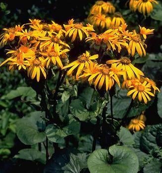 winterharde stekjes Ligularia (oranje) en bodembedekkers, Tuin en Terras, Planten | Tuinplanten, Kruiden, Ophalen