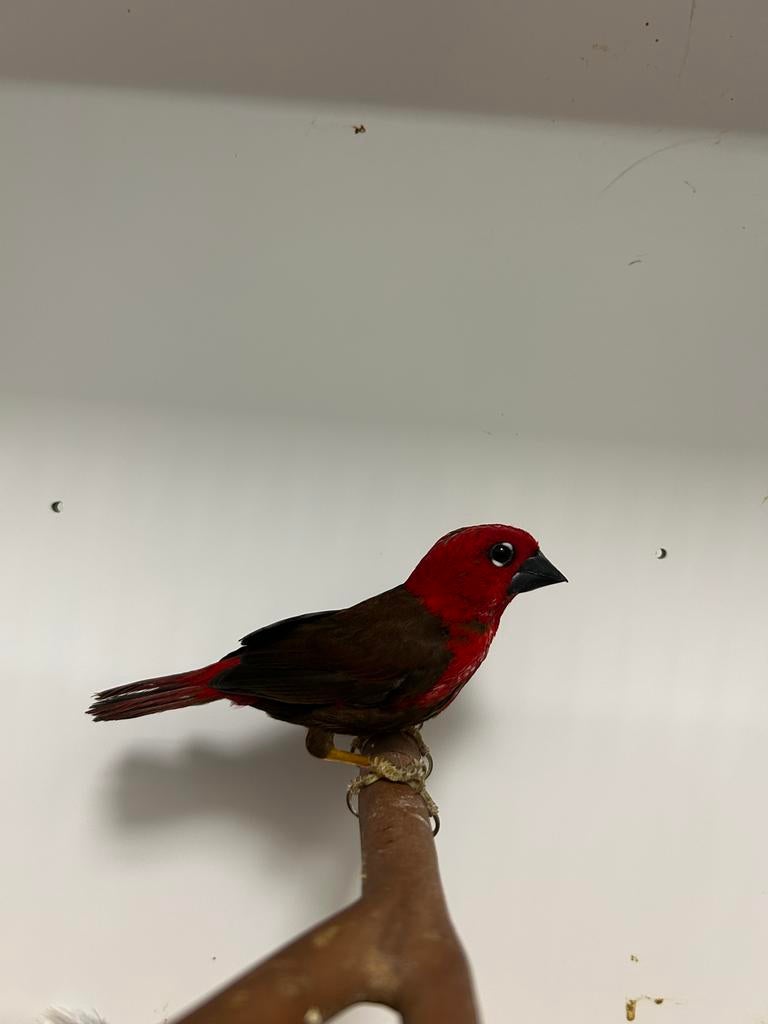 1-0 karmozijn astrilde ( in nl ), Mannelijk, Tropenvogel