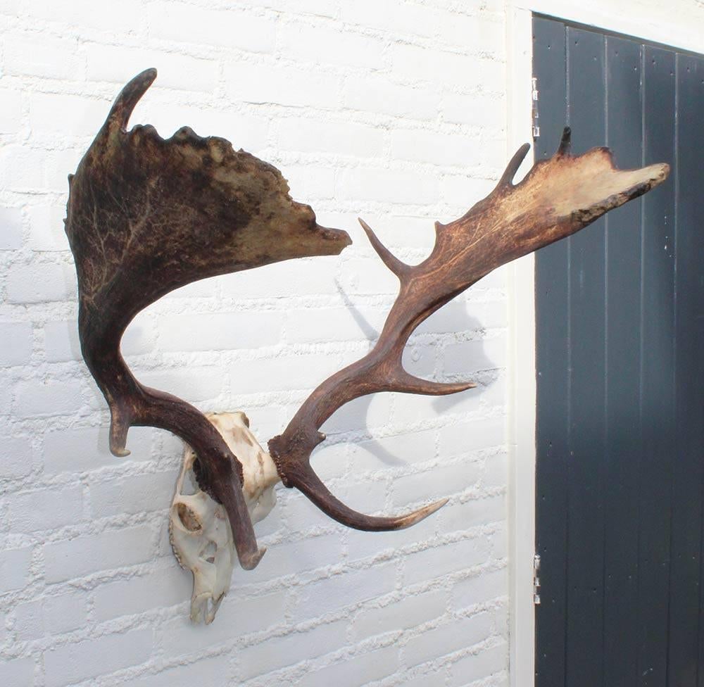 GROOT DAMHERT GEWEI COMPLEET MET KIEZEN - VALWILD, Ophalen, Gebruikt, Hert, Gewei of Kop