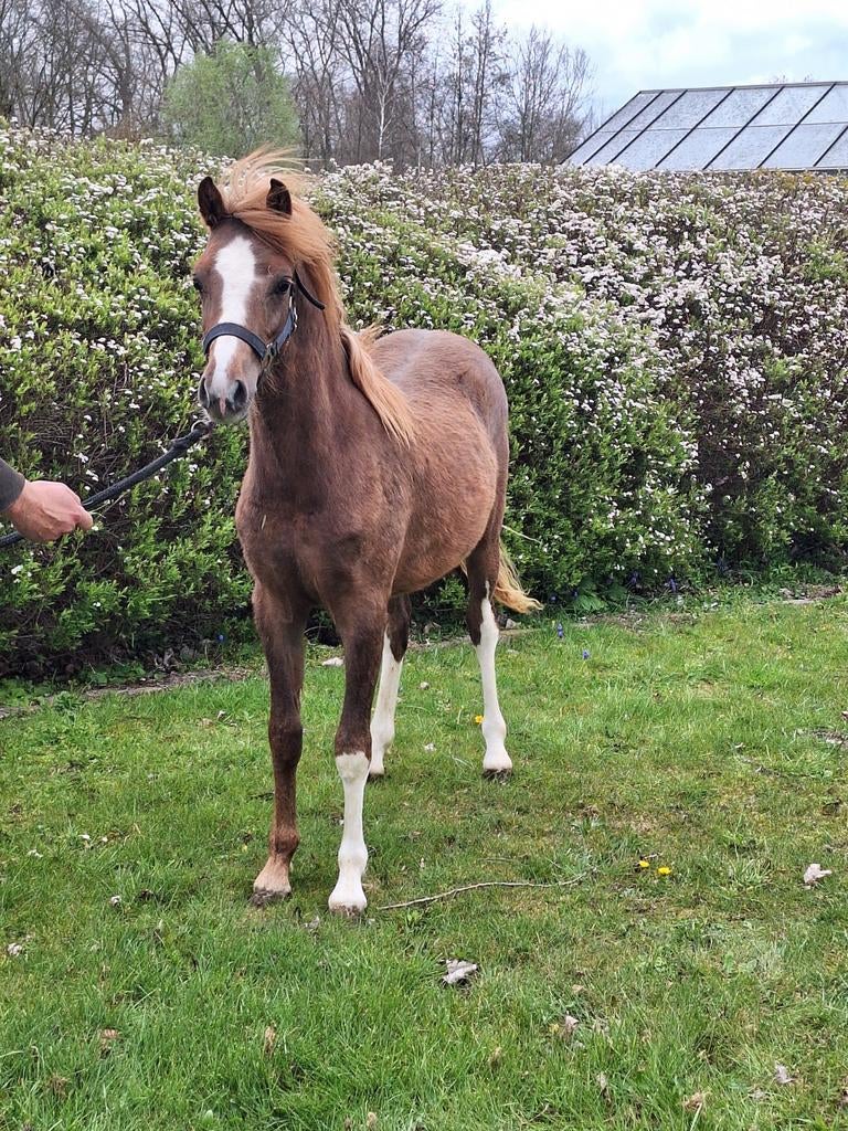 Welsh pony jaarling hengst, Animaux & Accessoires, Étalon
