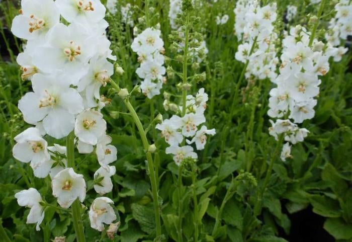 Verbascum Flusch of White, Ophalen