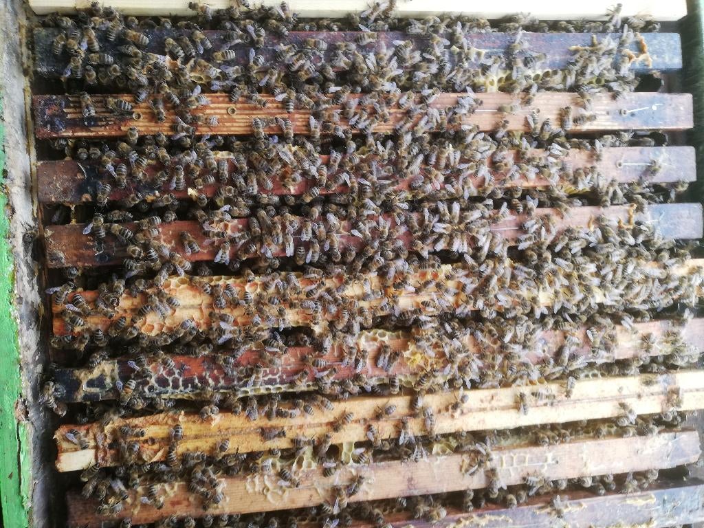 Bijenvolk Simplex Carnica, Dieren en Toebehoren, Bijen