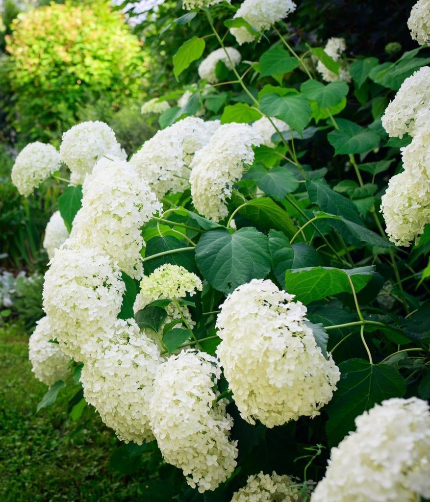 ‼️Hortensia anabelle aan promoprijzen ‼️, Ophalen