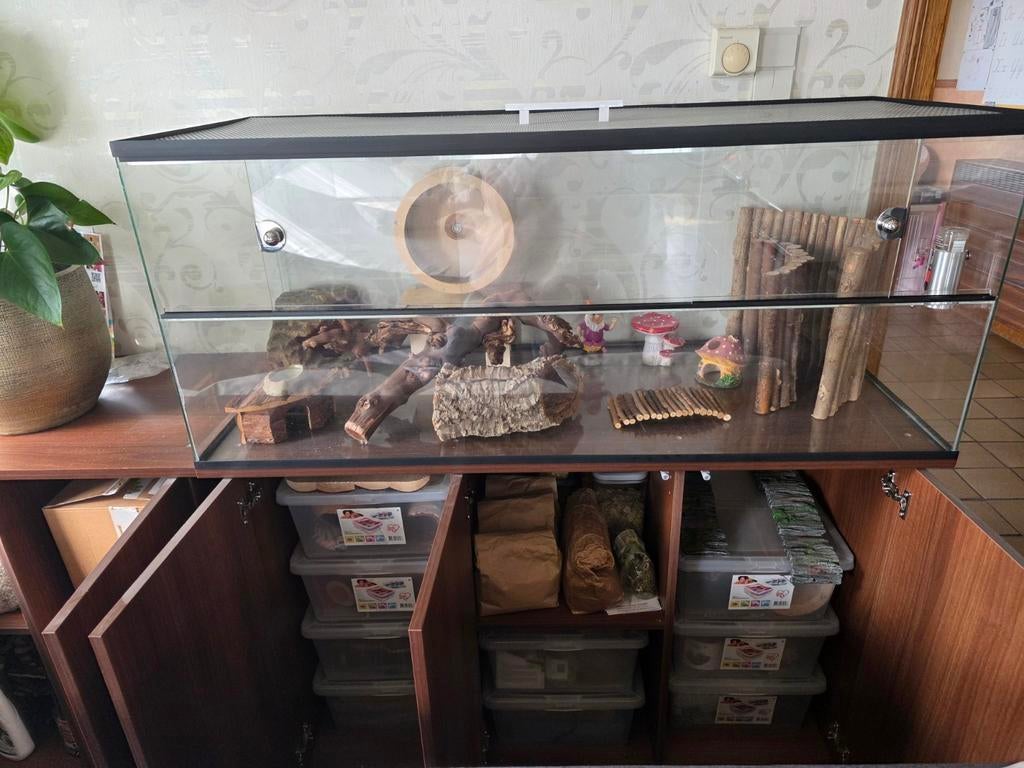 Terrarium met 1 kast en toebehoren, Dieren en Toebehoren, Reptielen en Amfibieën | Toebehoren, Ophalen