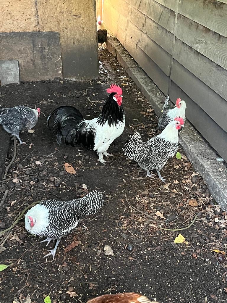 Zilverbrakel hennen, Dieren en Toebehoren, Pluimvee, Vrouwelijk, Kip