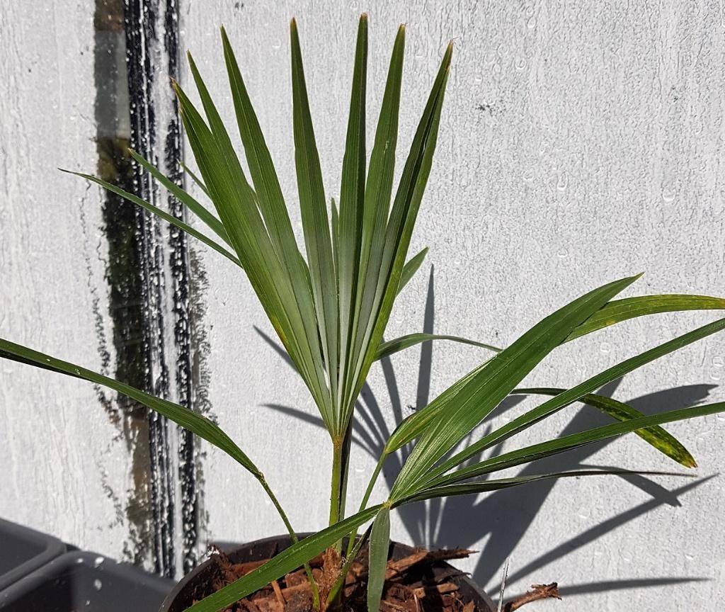 Trachycarpus princeps x nanus, Tuin en Terras, Planten | Bomen, Ophalen of Verzenden, Lente, Minder dan 100 cm, Palmboom