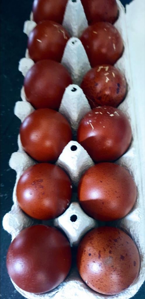 Broedeieren marans zwart & blauw koperhals