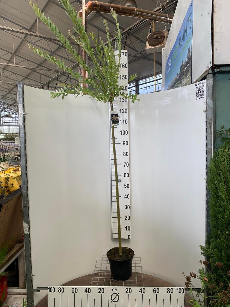 Salix integra “Hakuro Nishiki” halfstam 120cm, Jardin & Terrasse, Plantes | Arbres, Plein soleil, Enlèvement