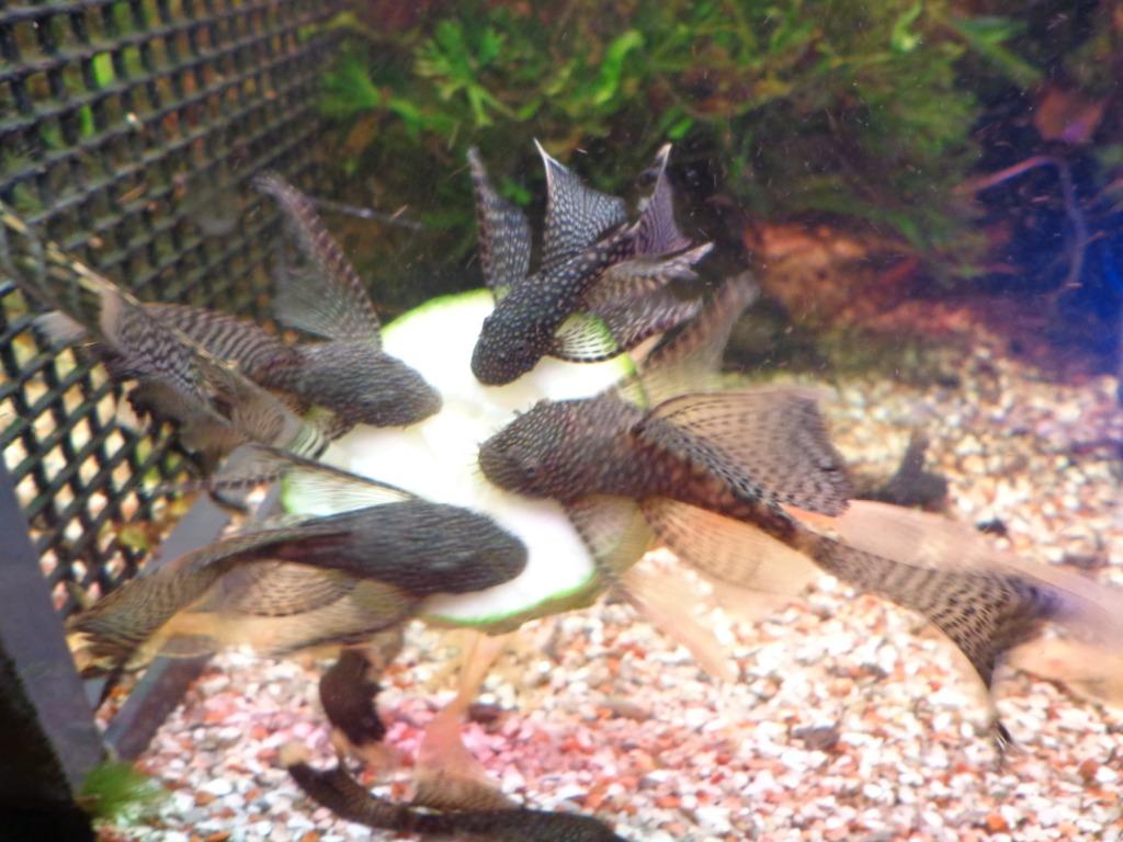 ZWART/BRUIN-Ancistrus-longfin koppels, Dieren en Toebehoren, Vissen | Aquariumvissen, Zoetwatervis