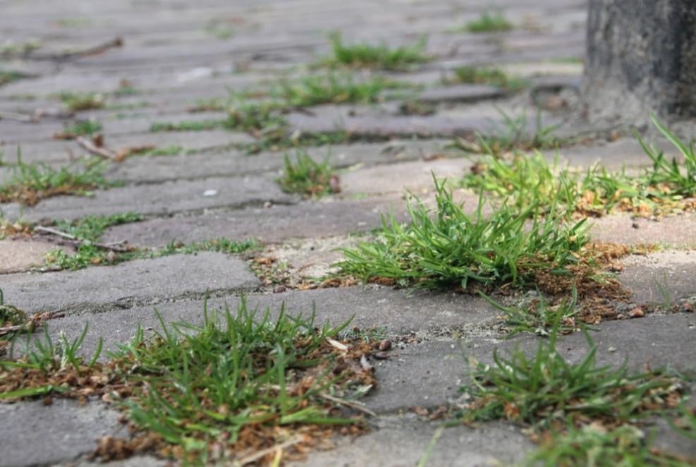 Désherbant total (ancienne formule), Jardin & Terrasse, Enlèvement ou Envoi, Neuf, Répression des mauvaises herbes
