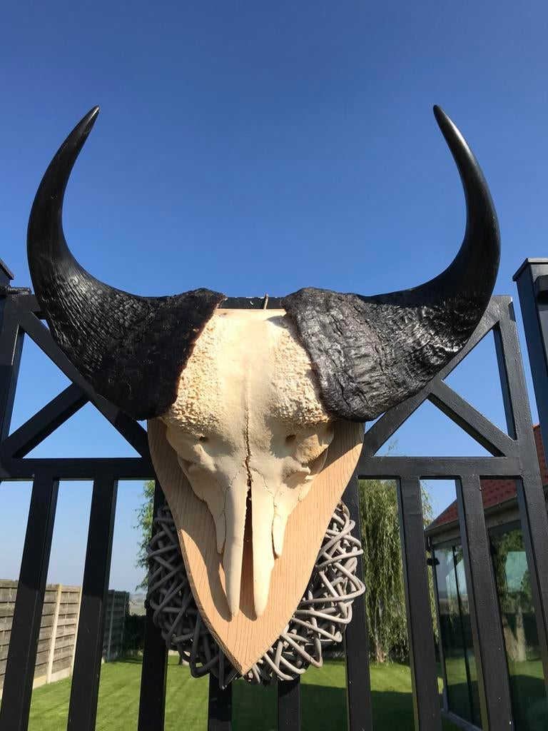 Schedel buffel oude eiken plaat gezandstraald, Ophalen