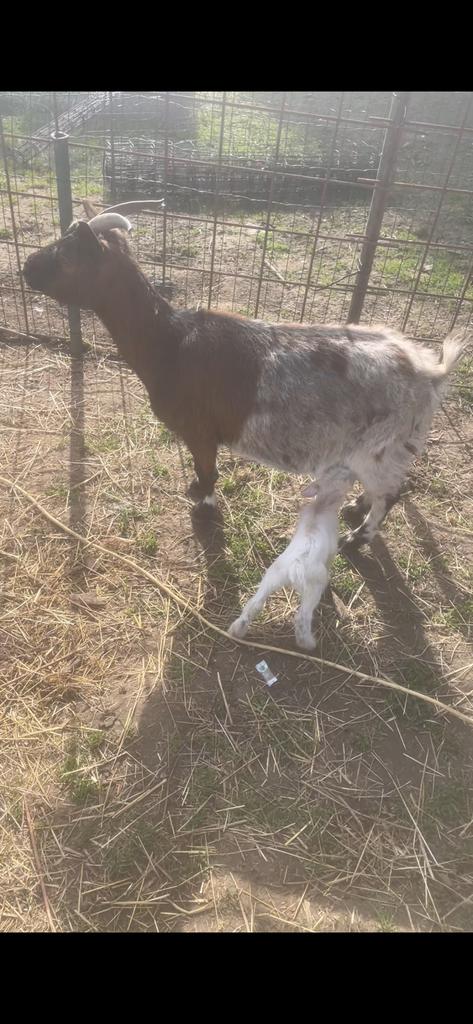 Mieke, Animaux & Accessoires, Moutons, Chèvres & Cochons, Chèvre