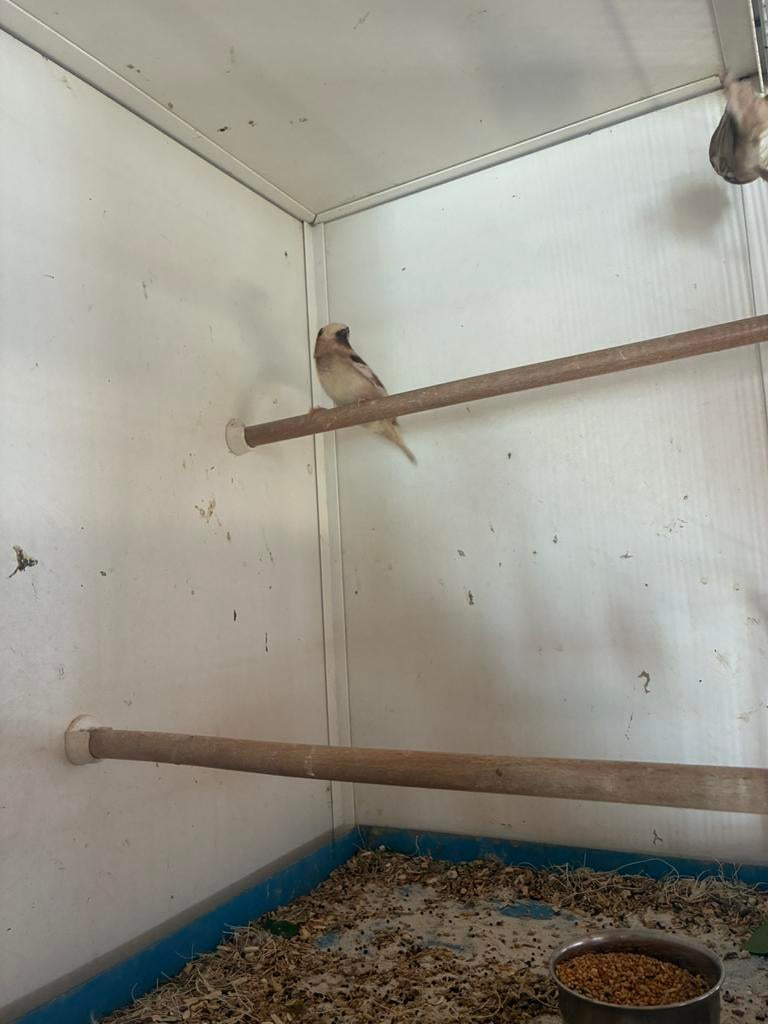 Vogels, Dieren en Toebehoren