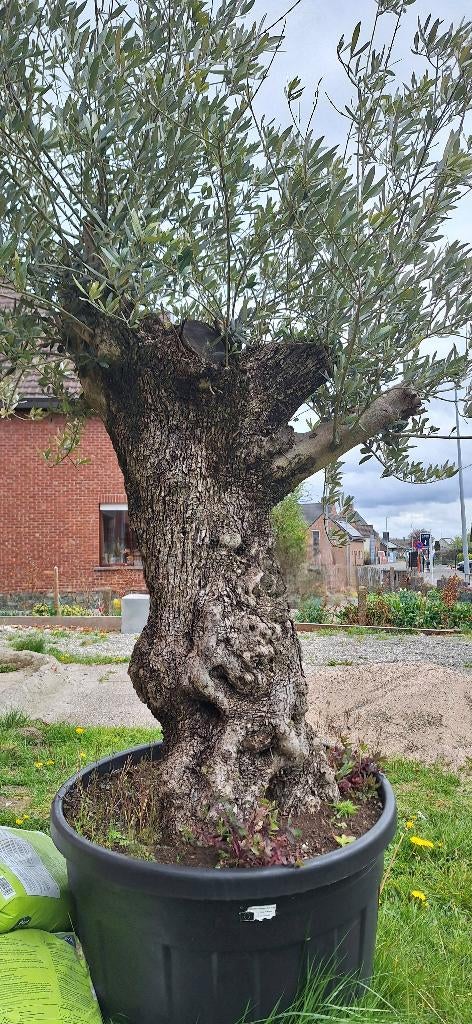 2 olijfbomen  Olea Europaea, Tuin en Terras, Planten | Bomen, Ophalen, In pot, Olijfboom, 100 tot 250 cm