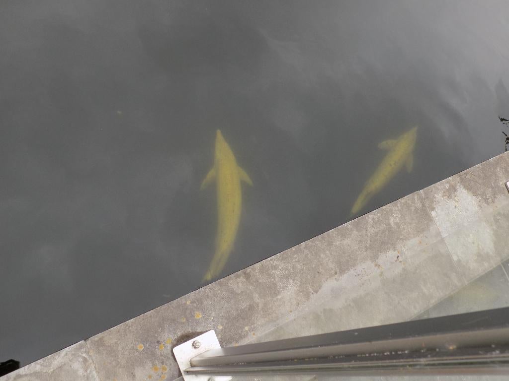 13 kois en  5 steur te koop, Dieren en Toebehoren, Steur