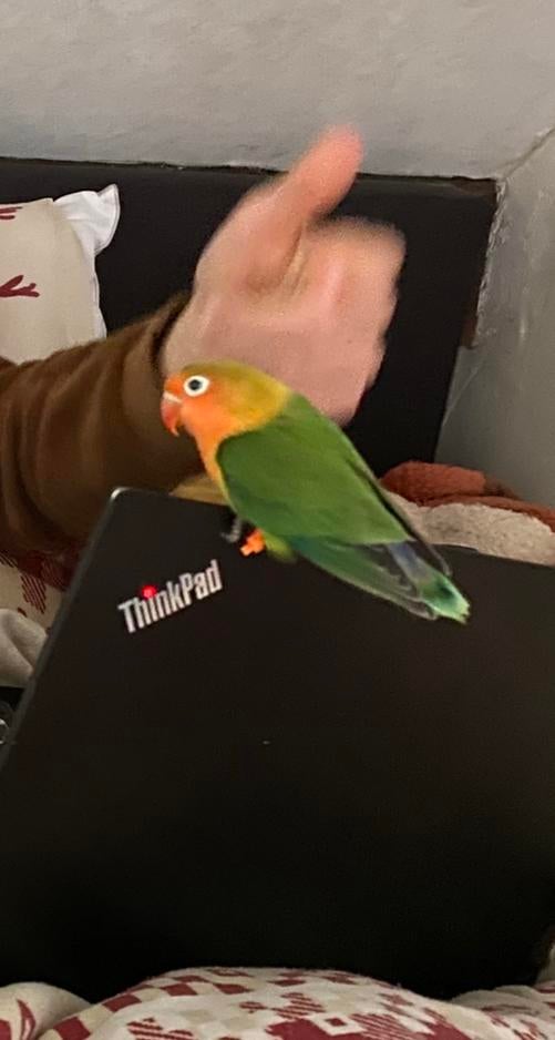 L'Agapornis Fischeri ou l'Agapornis à tête rose