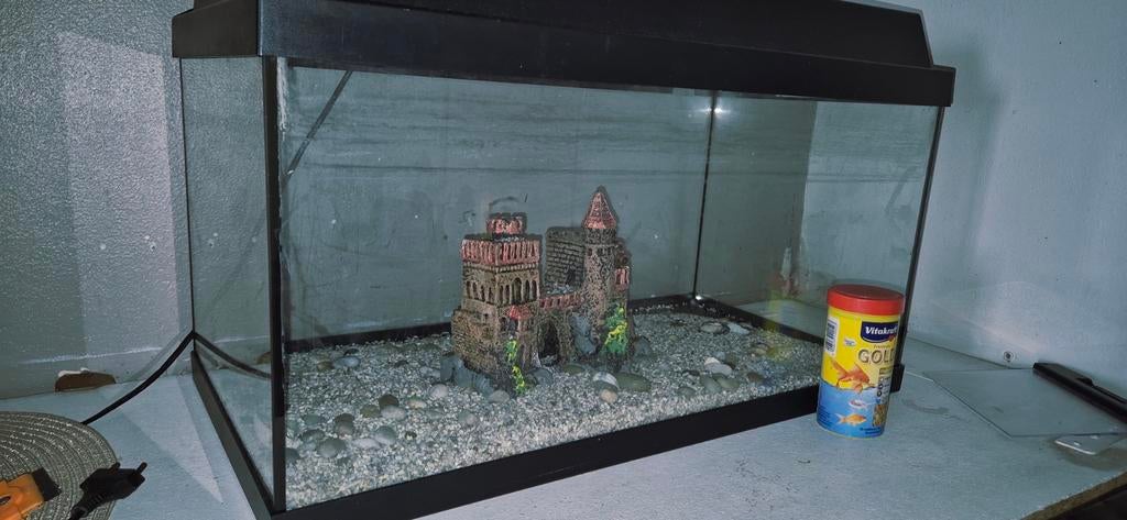 Aquarium, Enlèvement