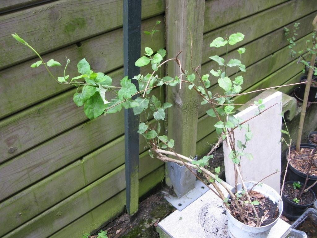 Chèvrefeuille, Enlèvement, Autres espèces, Arbuste, 100 à 250 cm