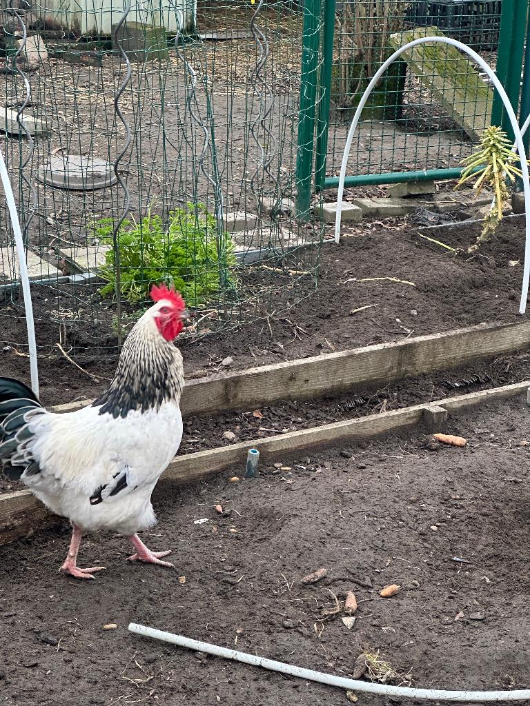 Kippen, Dieren en Toebehoren, Tam