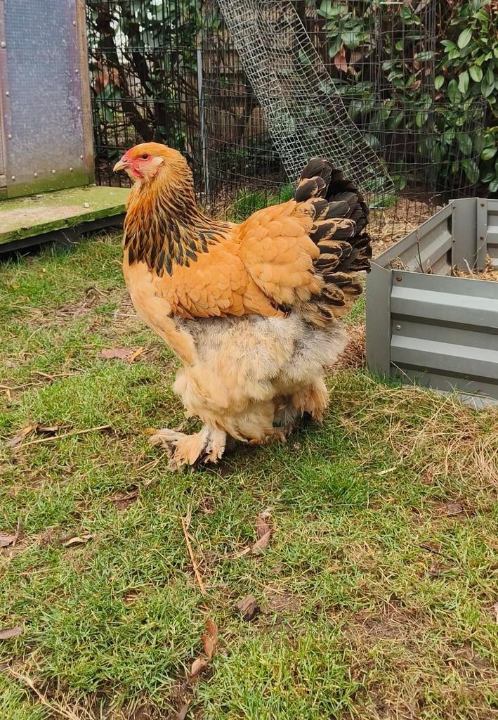 Brahma kippen., Dieren en Toebehoren, Pluimvee