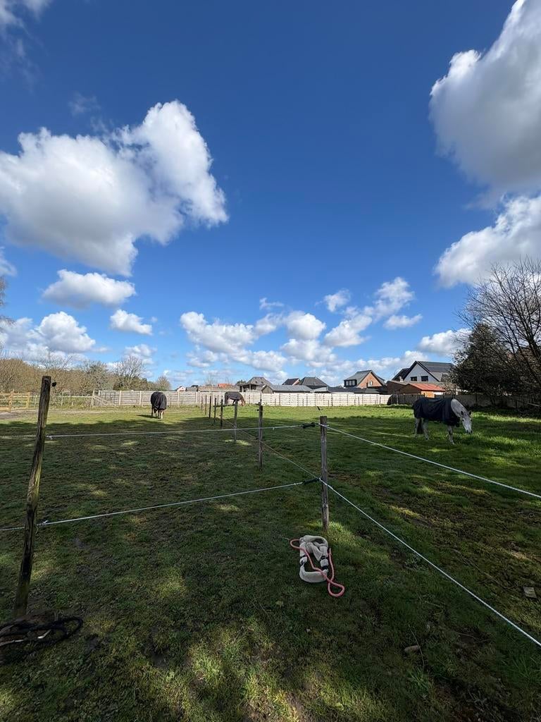 Paardenweide/stalling, Dieren en Toebehoren, Stalling en Weidegang, Stalling