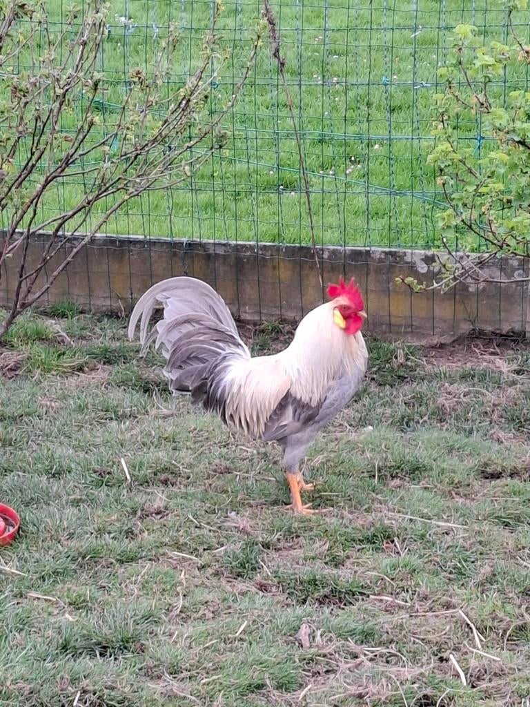 Zeer mooi Isabel leghorn haan.