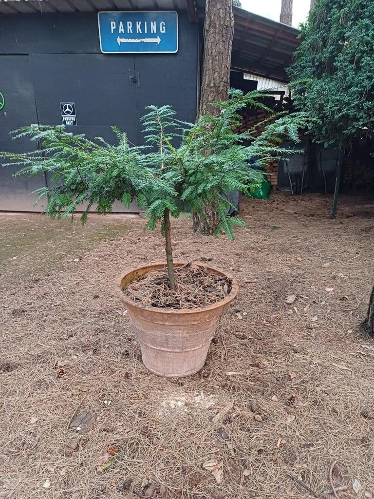 taxus stam bonsai, Ophalen