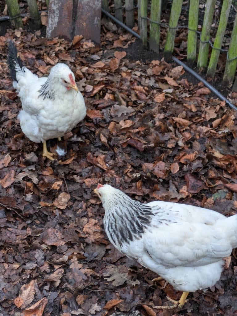 sussex legkippen, Dieren en Toebehoren, Pluimvee