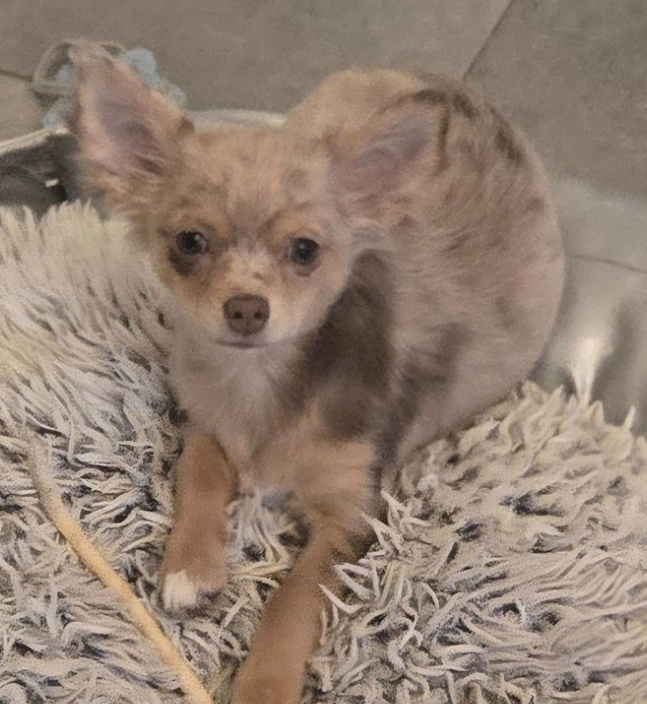 Langhaar chihuahua puppy, teefje, Maladie de Carré (chiens), Chienne, Belgique, 8 à 15 semaines