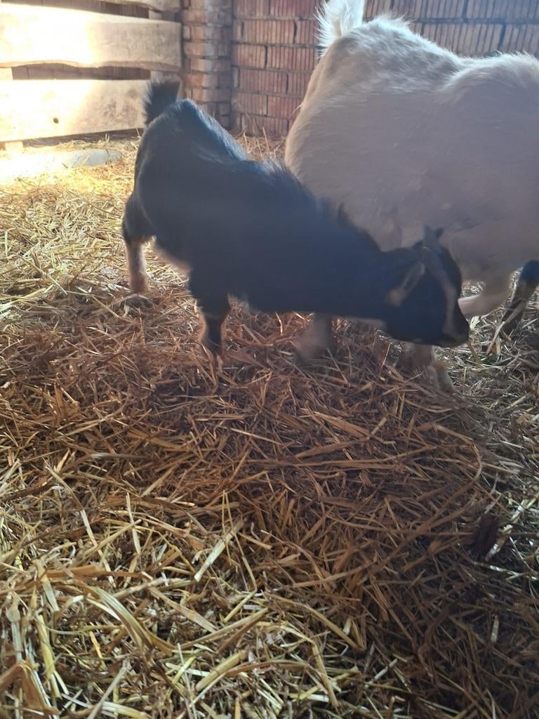 Dwerggeit bokjes van 23 december, direct beschikbaar, Dieren en Toebehoren, Schapen, Geiten en Varkens