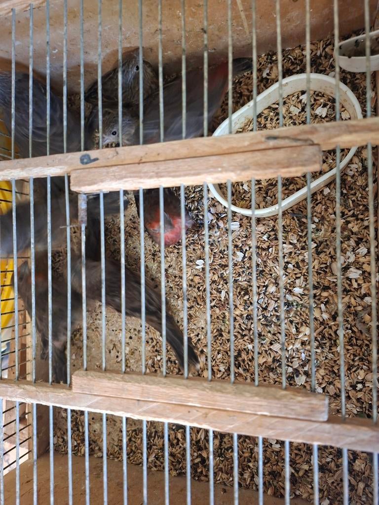 5 kpl mexicaanse roodmussen 15euro stuk