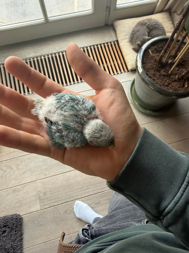 Jonge dwergpapegaaien tussen de 2 en 11 weken oud, Animaux & Accessoires, Oiseaux | Oiseaux Autre, Domestique