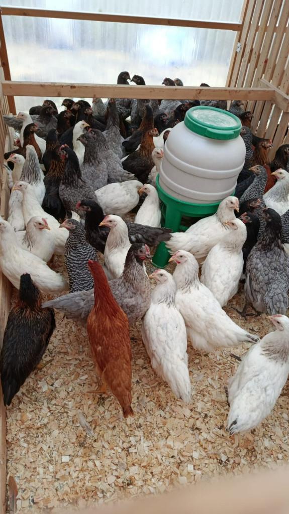 legkippen 4 maand of 6 maand 7 kleuren 0499/082381, Dieren en Toebehoren, Pluimvee, Vrouwelijk, Kip